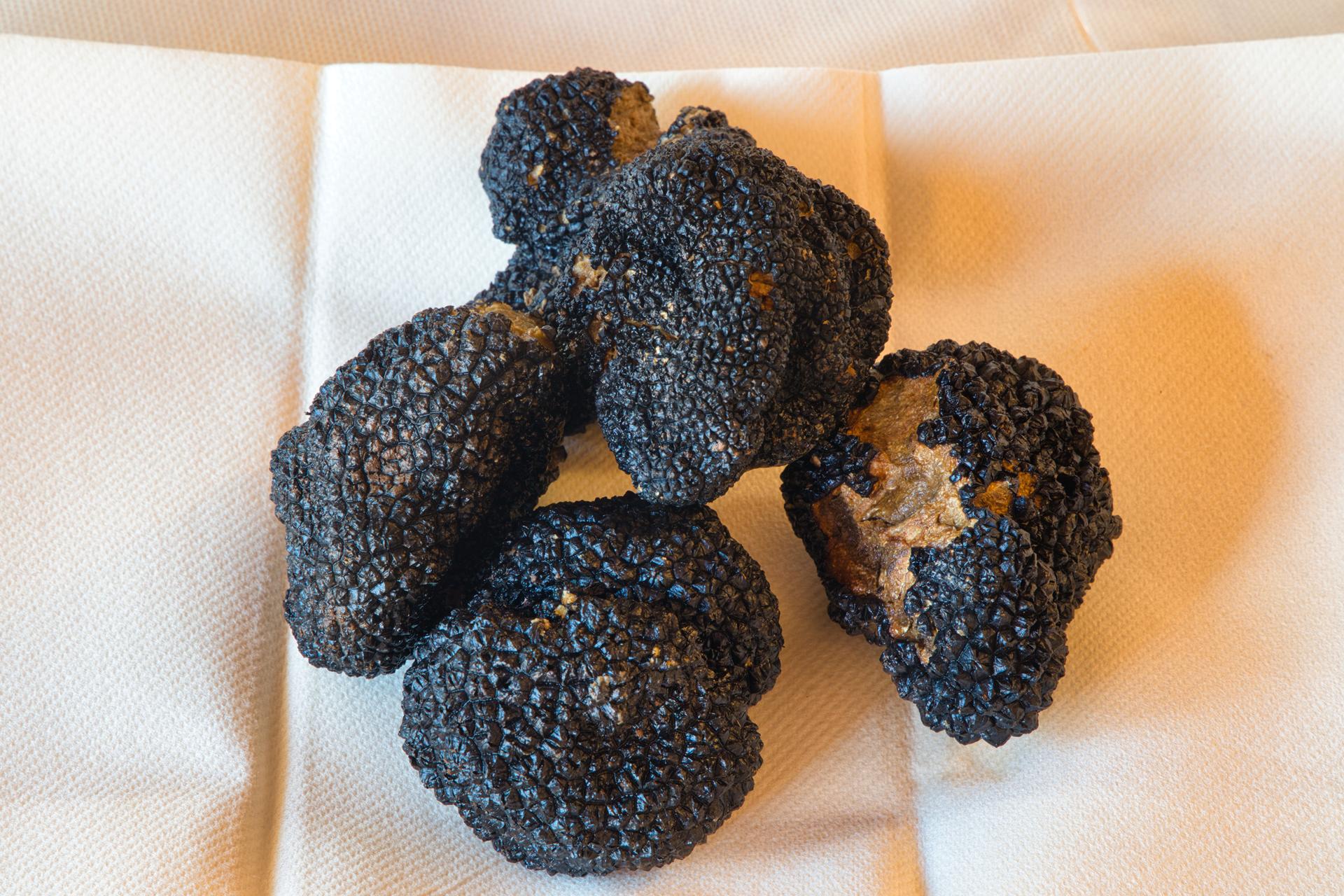 esperienze agriturismo perseo, la caccia al tartufo in tartufaia